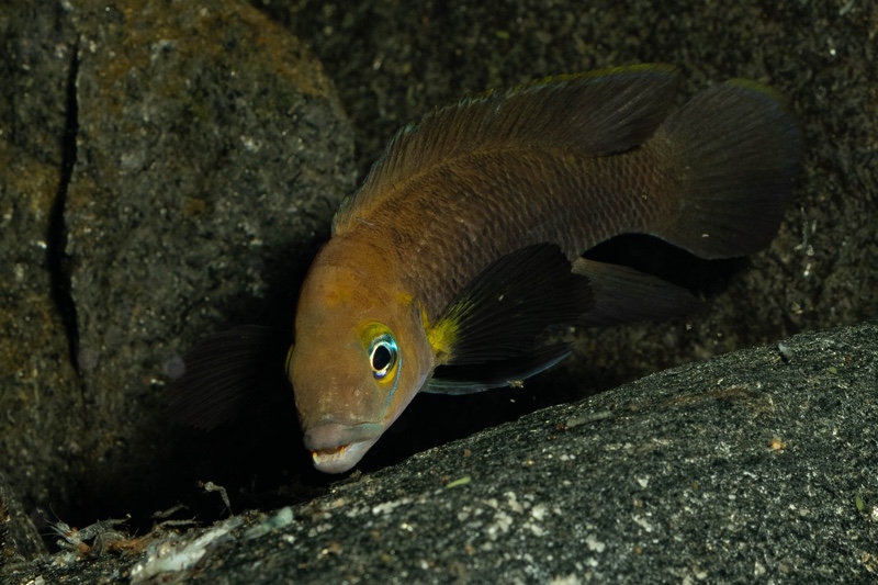 Neolamprologus sp. aff. 'pectoralis' Kiku